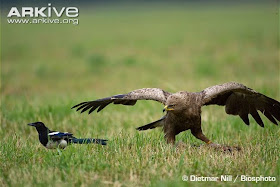 aguila pomereana Clanga pomarina