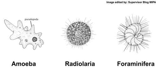 Jenis Protozoa Yang Hidup Parasit Dan Menyebabkan Penyakit 