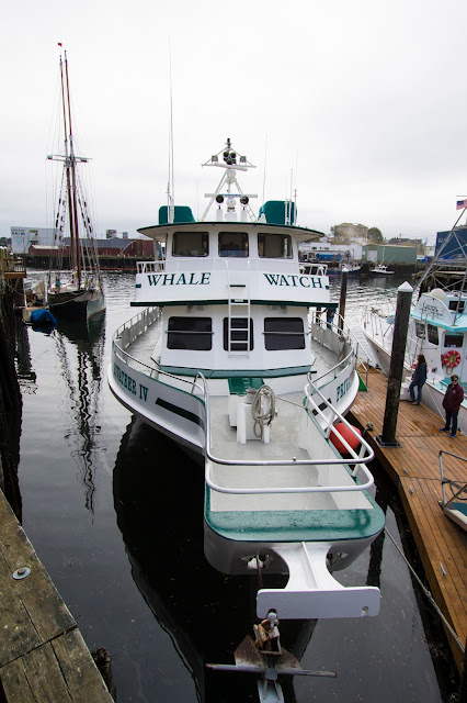 Gloucester-Whale watching