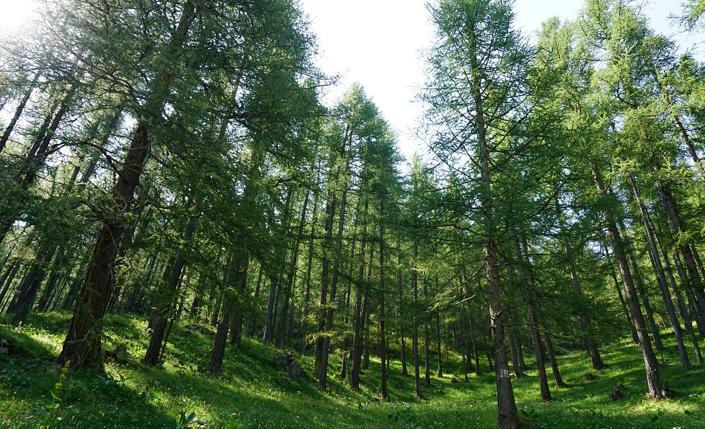 Magnificent larch forest before Crête de l'Echelle