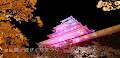 [写真] 鶴ヶ城の桜がすごすぎる！☆ ライトアップ