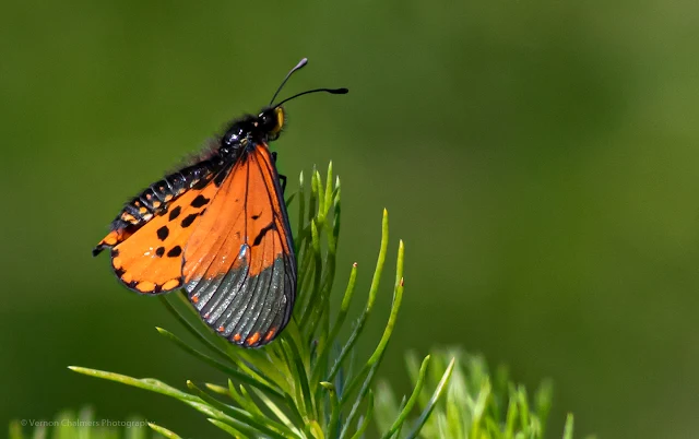 Garden Acrea Butterfly : Kirstenbosch National Botanical Garden