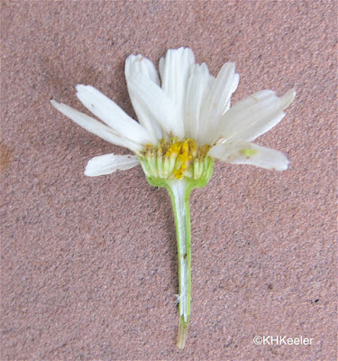 daisy inflorescence showing florets