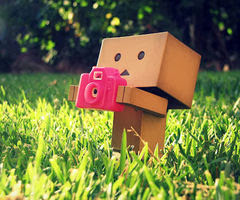 danbo