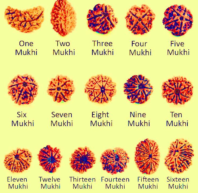 Rudraksha types