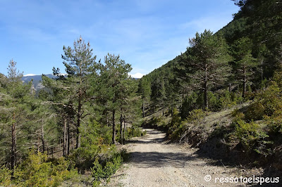 Ruta circular al Roc de Galliner, a la muntanya d'Alinyà