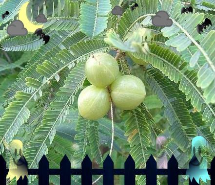 86. ಆವಾಳೆ...ವಿಟಮಿನ್ ಸಿ ರಾಯ್...! (INDIAN GOOSEBERRY)