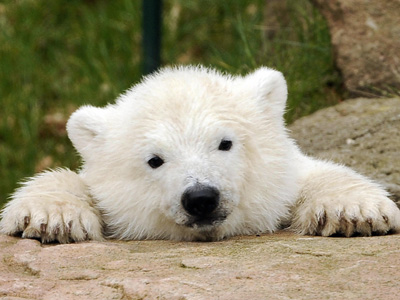 Polar Bear