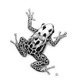 05-Poison-dart-frog-and-its-young-Lindsey-Robson-www-designstack-co