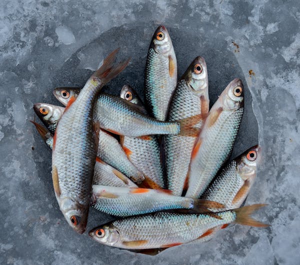 how many fish species are there in the world | Total fish types in the world?
