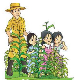 Yuk Memanen Jagung