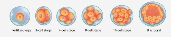 Fetus Development