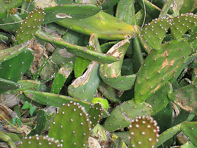 Vandalized Cacti