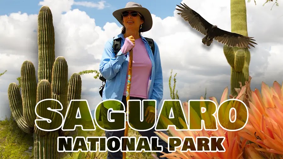 Saguaro  National Park