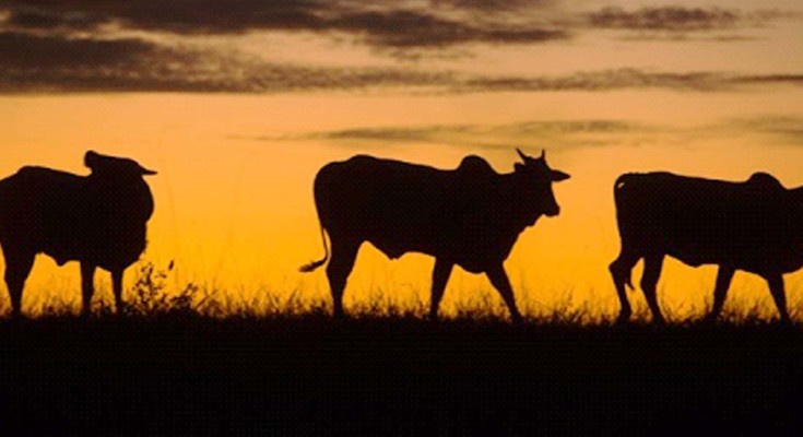 O consumo de carne na visão espírita