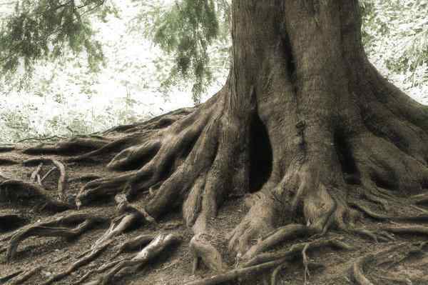 Trees Roots