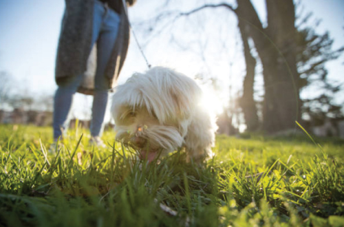 dog on lead sniffing