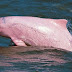 Cư dân mạng phát sốt vì chú cá heo có màu “hồng iPhone”