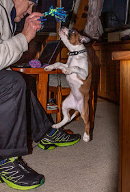 Photo of Ruby jumping to reach her toy