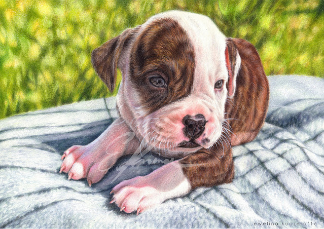 Colored pencil drawing of American Bulldog pup