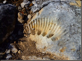 P1170263