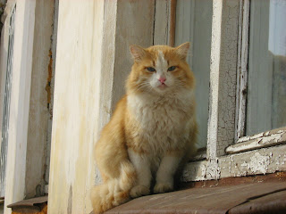 Azure-Eyed Ginger-White Cat