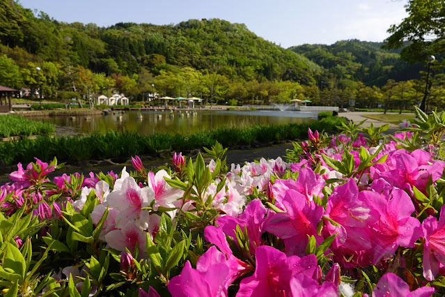 鳥取県東伯郡湯梨浜町藤津 東郷湖羽合臨海公園あやめ池公園