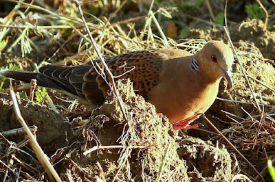"Oriental Turtle-Dove - Streptopelia orientalis , feeding in the field in the golden hour of the day."