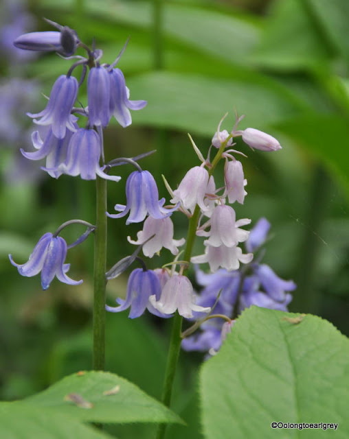 Bluebells