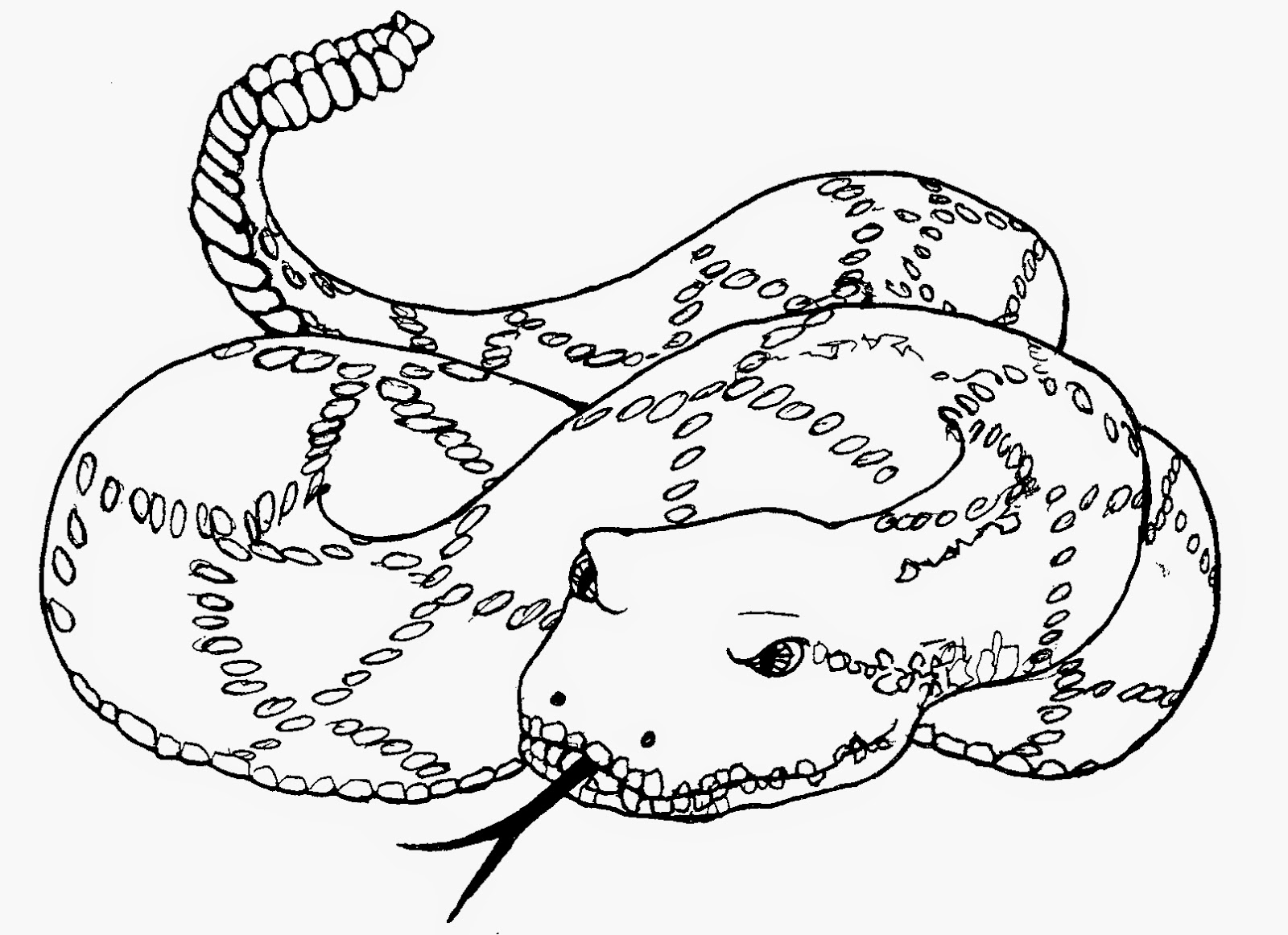 Download Coloring Pages: Snakes Coloring Pages Free and Printable