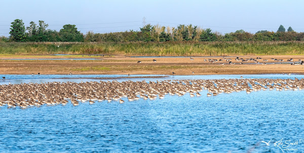 Black-tailed godwit