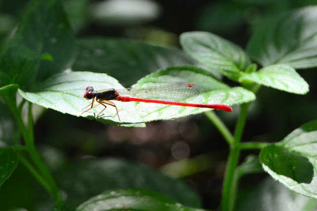 Ceriagrion tenellum