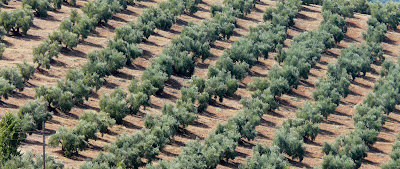 olive groves in Andalucia