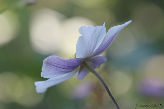 pétale blanc revers mauve lavande