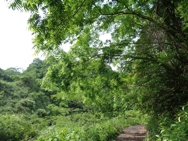 ヒカラシ支線から谷間に寄り道しました