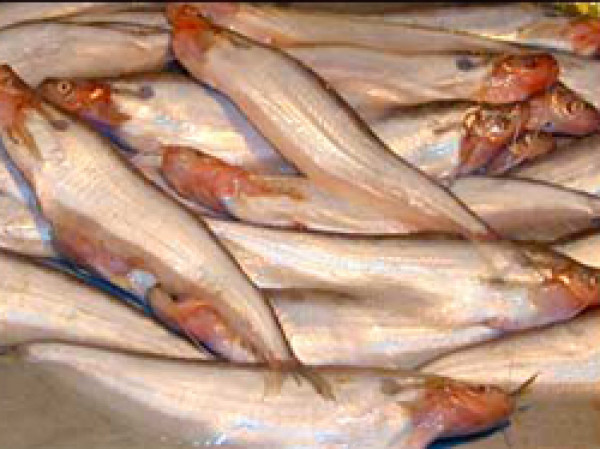 Special Bengali Fish