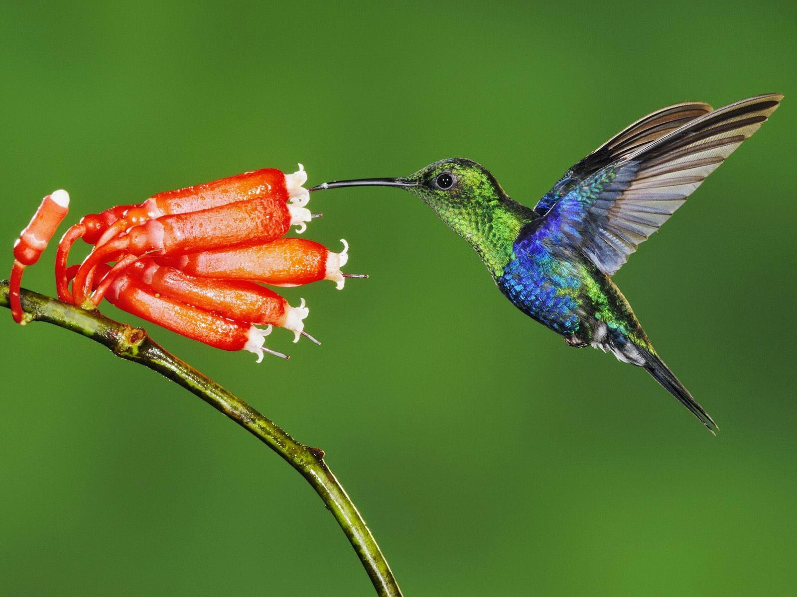 Fakta Ajaib Tentang Hummingbird Kolibri Burung  Terkecil 