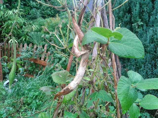 Garden 76sunflowers