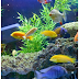 Aquarium Live Wallpaper Free app for Android