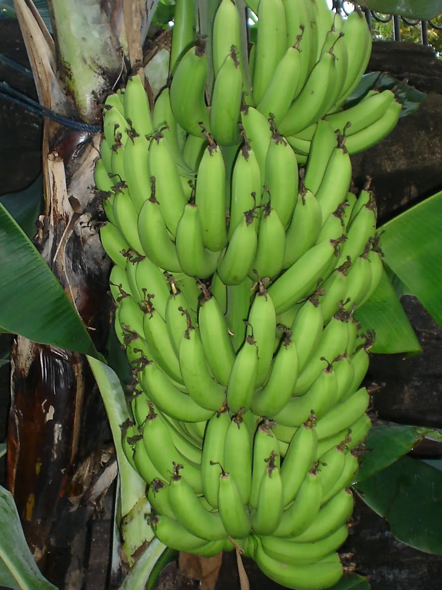 jual bibit pisang barangan merah siap tanam kualitas terjamin Banten