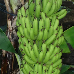 Jual Bibit Pisang Barangan Merah Siap Tanam Kualitas Terjamin