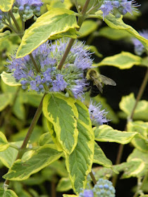 Caryopteris x clandonensis 'Summer Sorbet' fall blooms at the Toronto Botanical Garden by garden muses-not another Toronto gardening blog