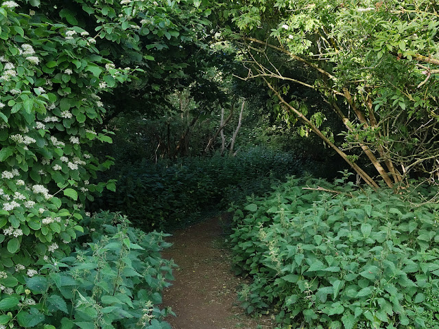 Path through woods with thick growth of nettles on either side