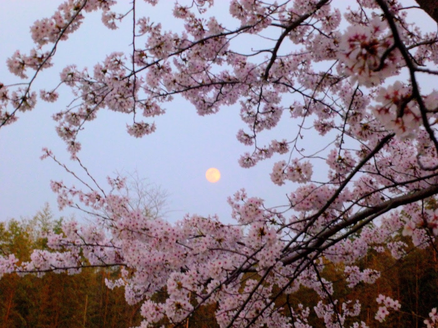 夜桜と満月