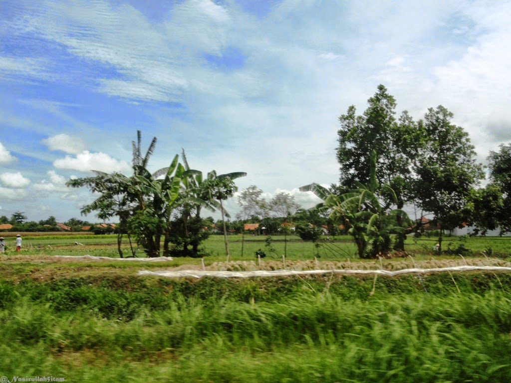 Hamparan sawah penuh dengan bawang merah