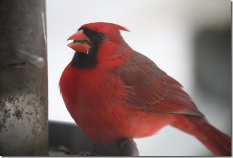 cardinal