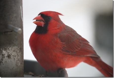 cardinal