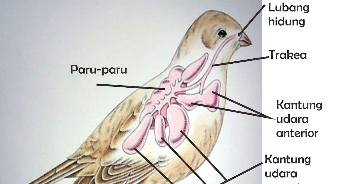 Sistem Pernapasan  Burung  BioFuntastic