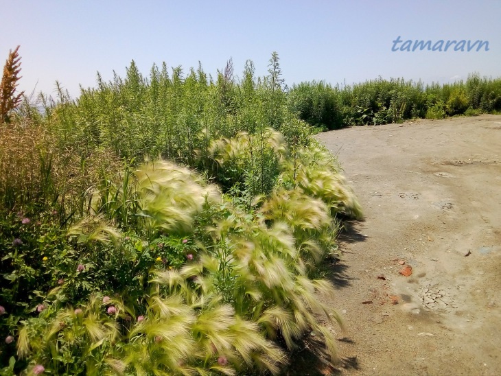 Ячмень гривастый (Hordeum jubatum)