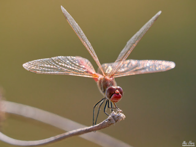 Magical Dragonfly